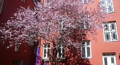 Kirsebærtreet i blomst Kirsebærtreet i blomst